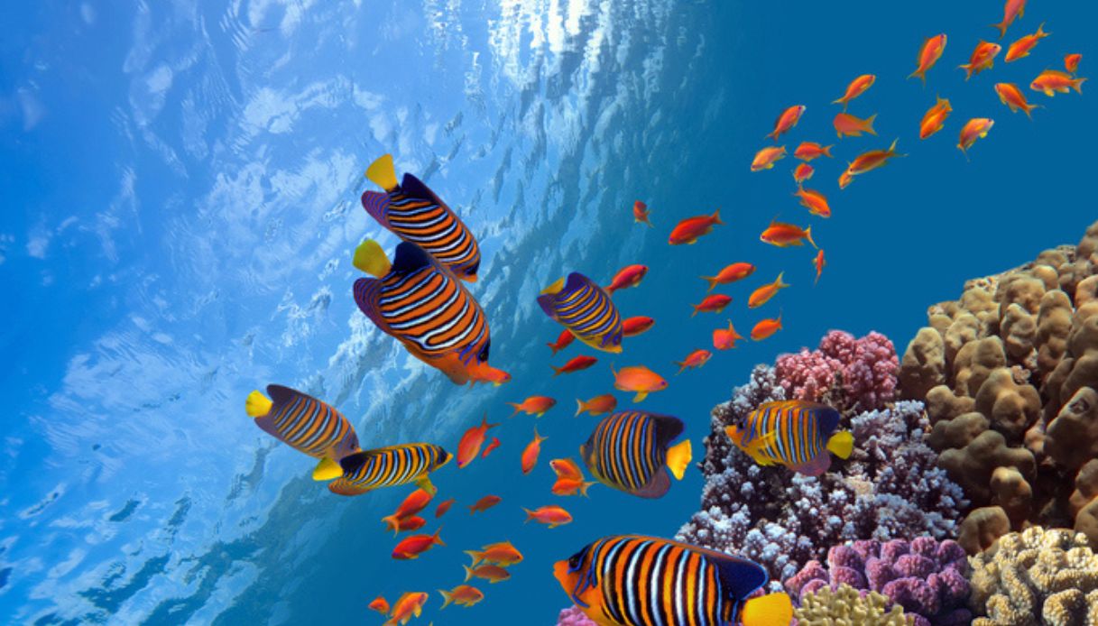 Barriera corallina e pesci tropicali nel mare delle Isole Fiji