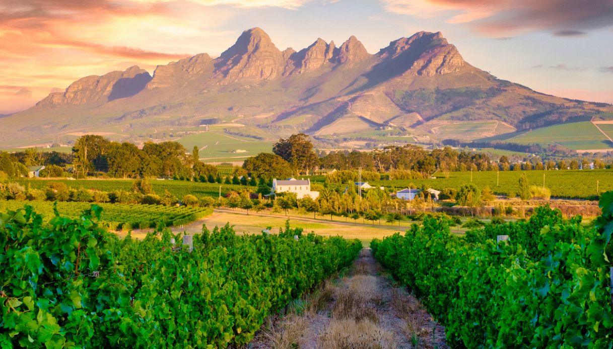Vista dei vigneti di Stellenbosch al tramonto con montagne sullo sfondo, vicino Città del Capo