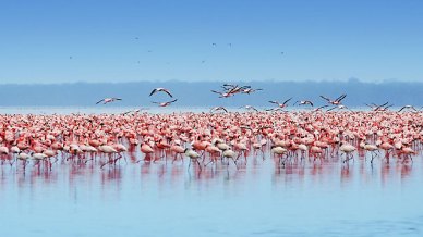 Kenya: il Lago Nakuru è il posto migliore dove ammirare gli animali dell’Africa