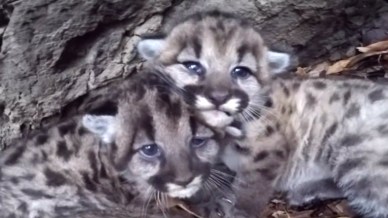 Tenerissimi cuccioli di puma trovati vicino a Los Angeles