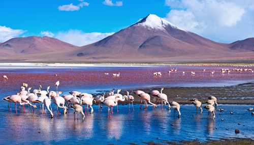salar-de-uyuni_fenicotteri_th_500