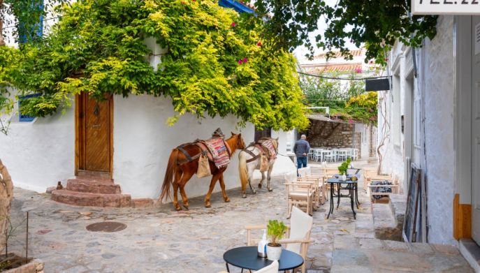 Cavalli a Hydra Grecia