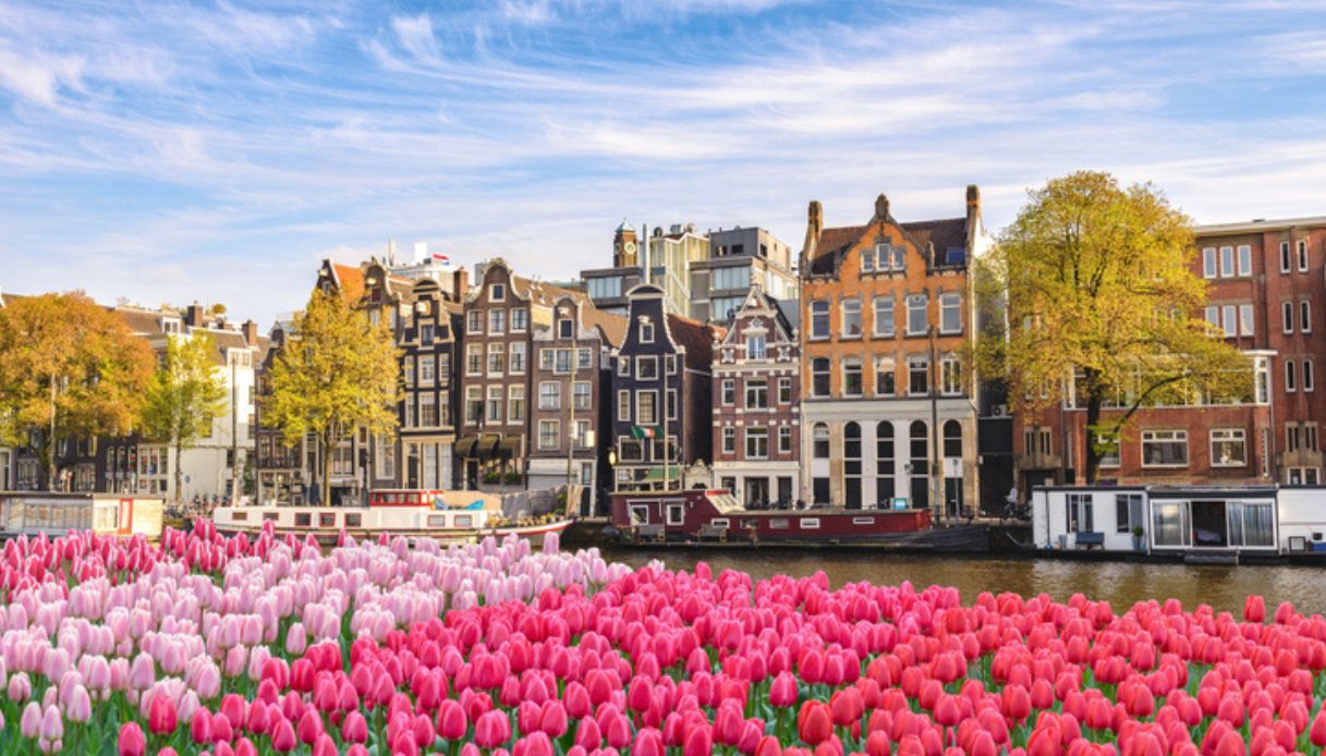 Amsterdam ed i suoi tulipani rosa e fucsia: prodotti che conviene acquistare in Olanda e ad Amsterdam