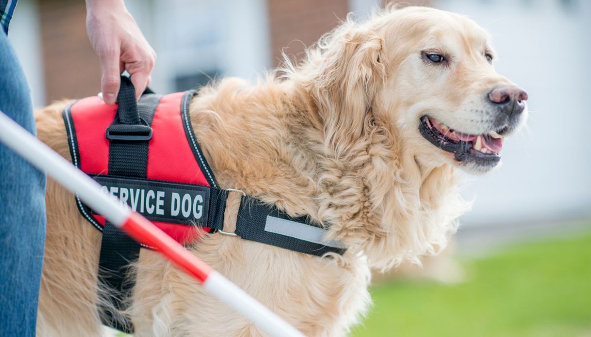 Cane guida al guinzaglio con padrone