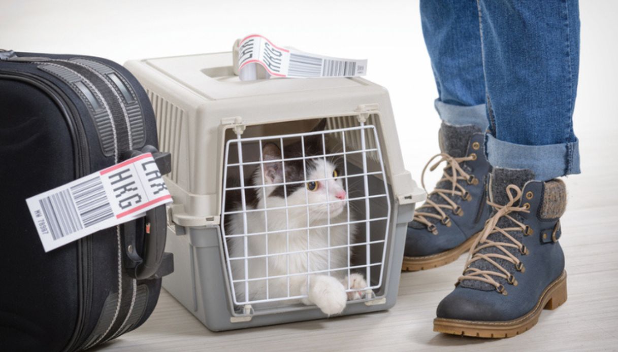 Gatto all'interno di una trasportino pronto per il volo in aereo
