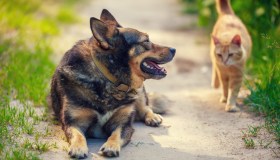 Animali in vacanza: dove sono ammessi 