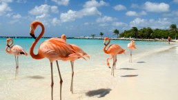 Ad Aruba, sulla spiaggia abitata dai fenicotteri rosa