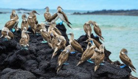Cosa vedere alle isole Galapagos, sulle tracce di Charles Darwin