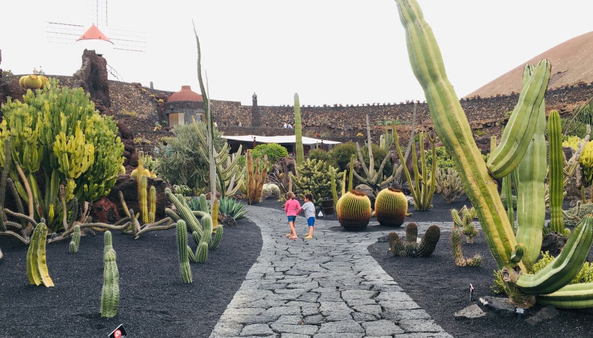 lanzarote cactus