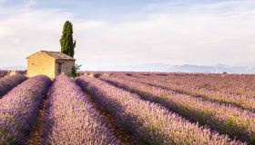 Valensole: la “valle del sole” dove brillano le lavande