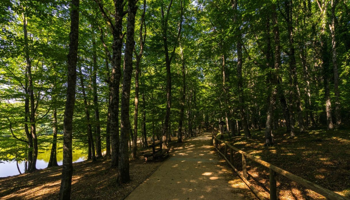 Gargano, foresta umbra