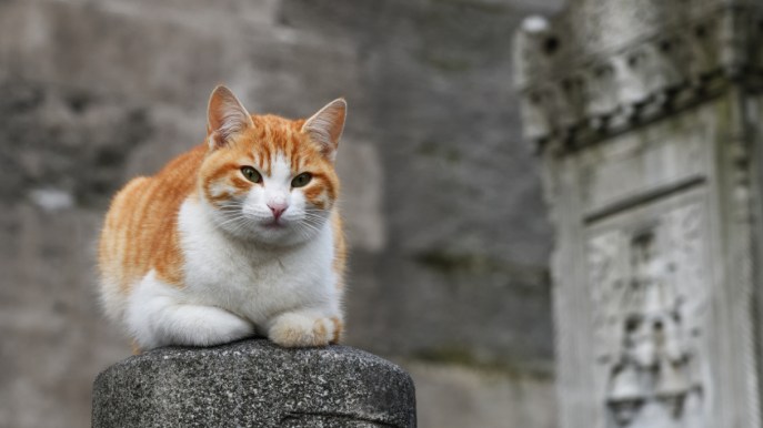 Se amate i gatti dovete visitare queste città