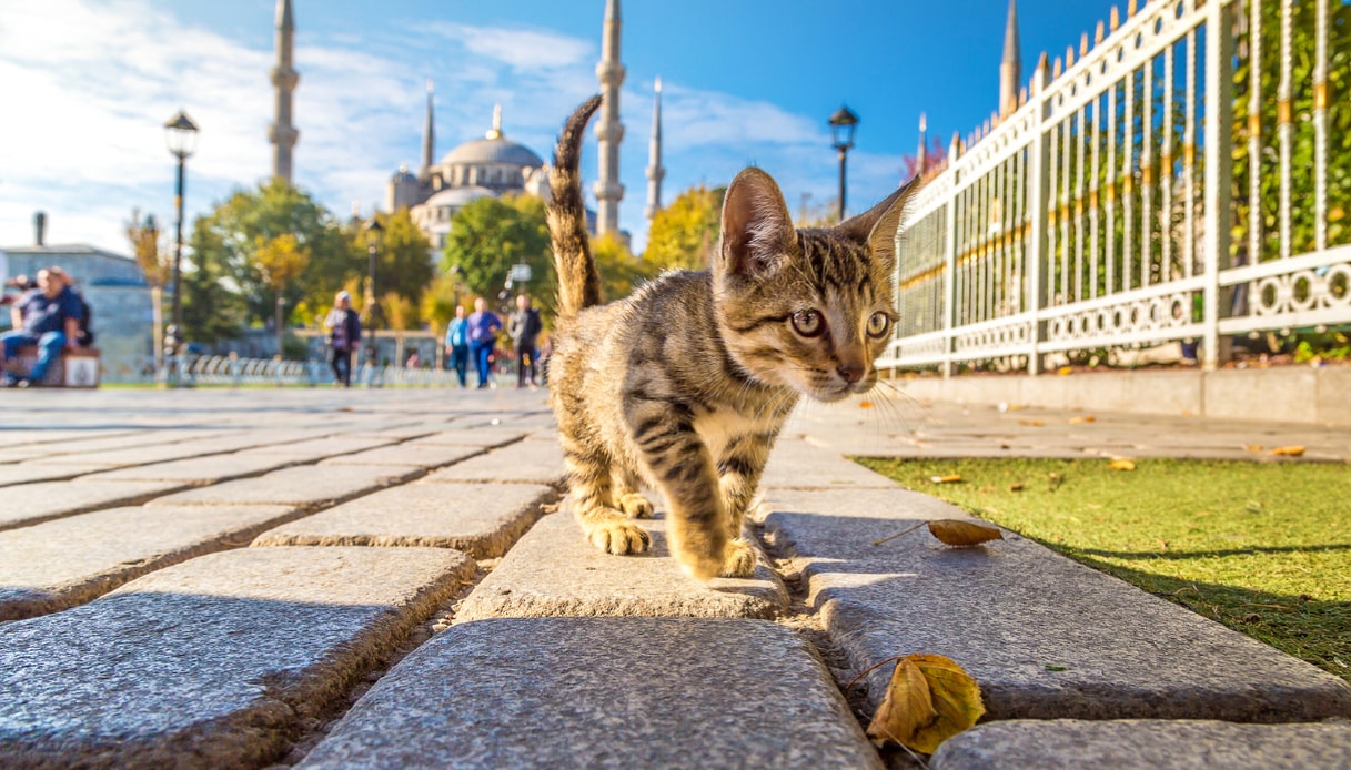 Istanbul città dei gatti