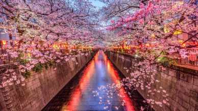 Esplodono i ciliegi in fiore, i giardini Sakura in Giappone sono un omaggio alla bellezza