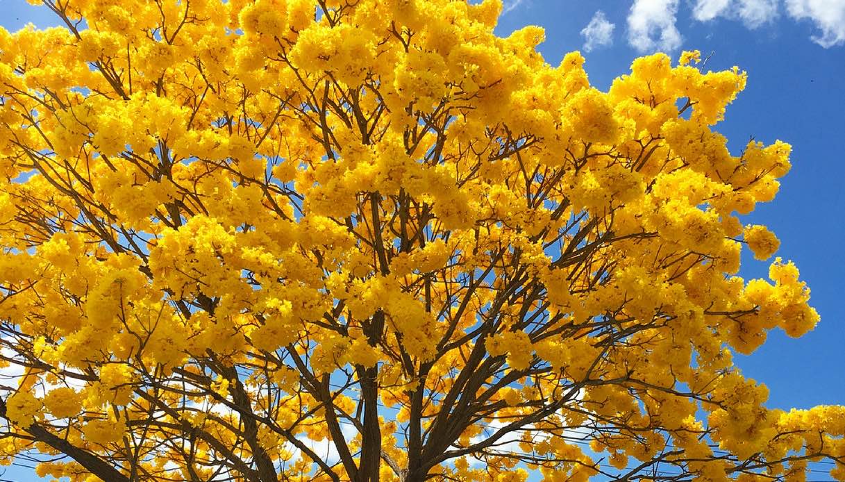 Ecuador, la foresta che si colora di giallo per una settimana