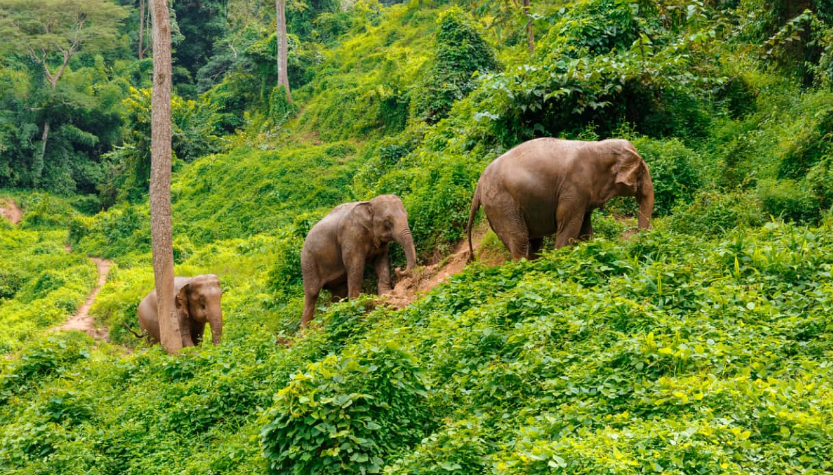 Dove vedere gli elefanti in Thailandia