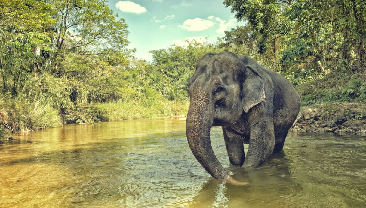 Santuari etici degli elefanti in Thailandia