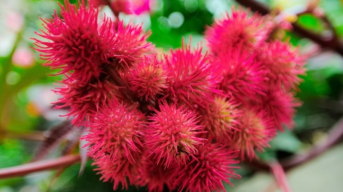 State alla larga da queste piante, sono belle ma velenose