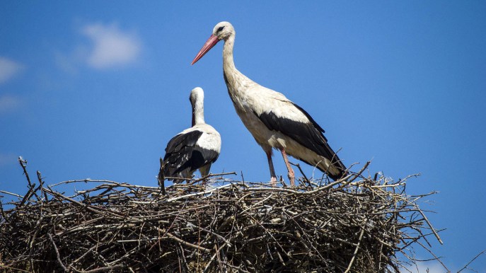 A tu per tu con le cicogne, un’esperienza magica nel cuore dell’Alsazia