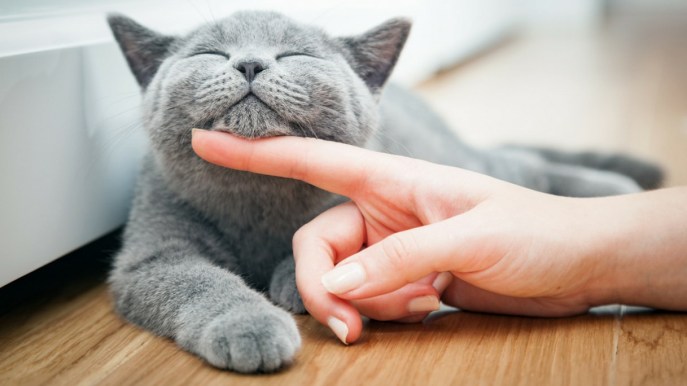 In Giappone puoi prenotare un gatto insieme alla stanza d’albergo