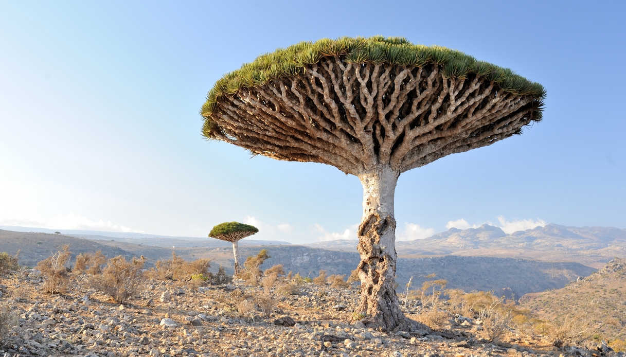 Viaggio sull'isola di Socotra in Yemen
