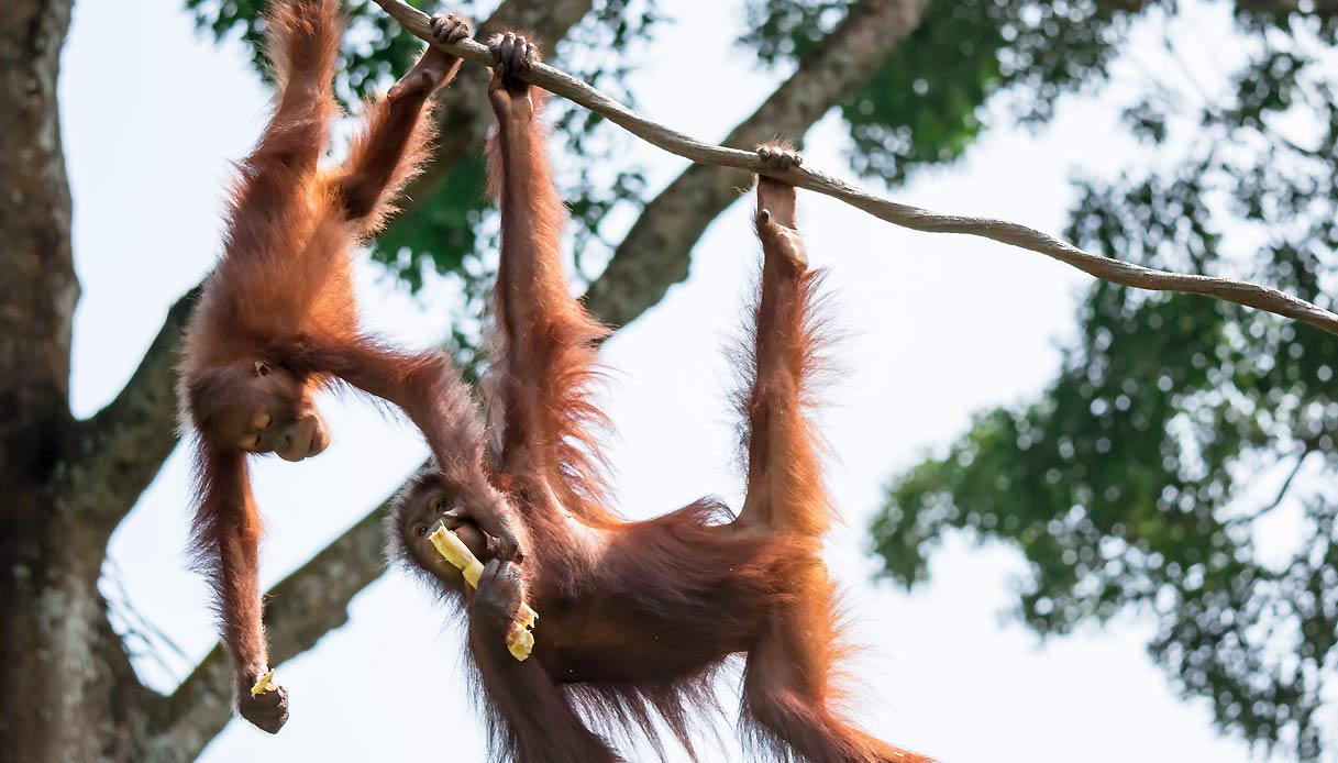 borneo-indonesia-orangutan