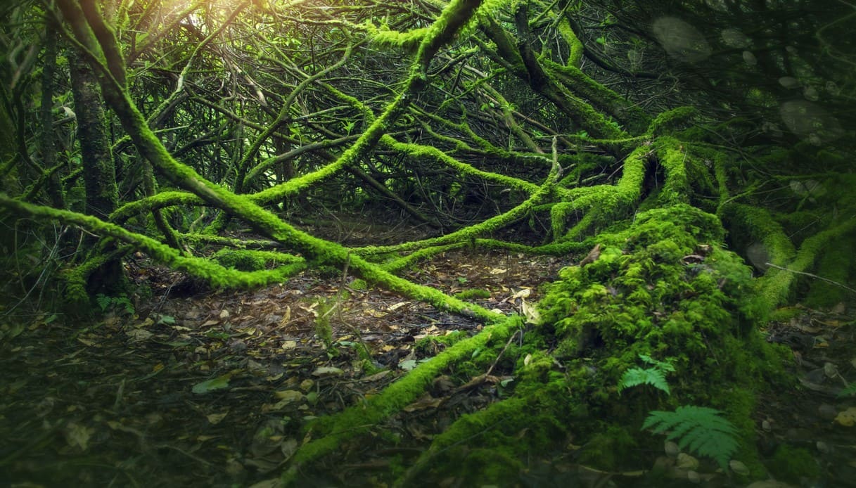 faity trees irlanda