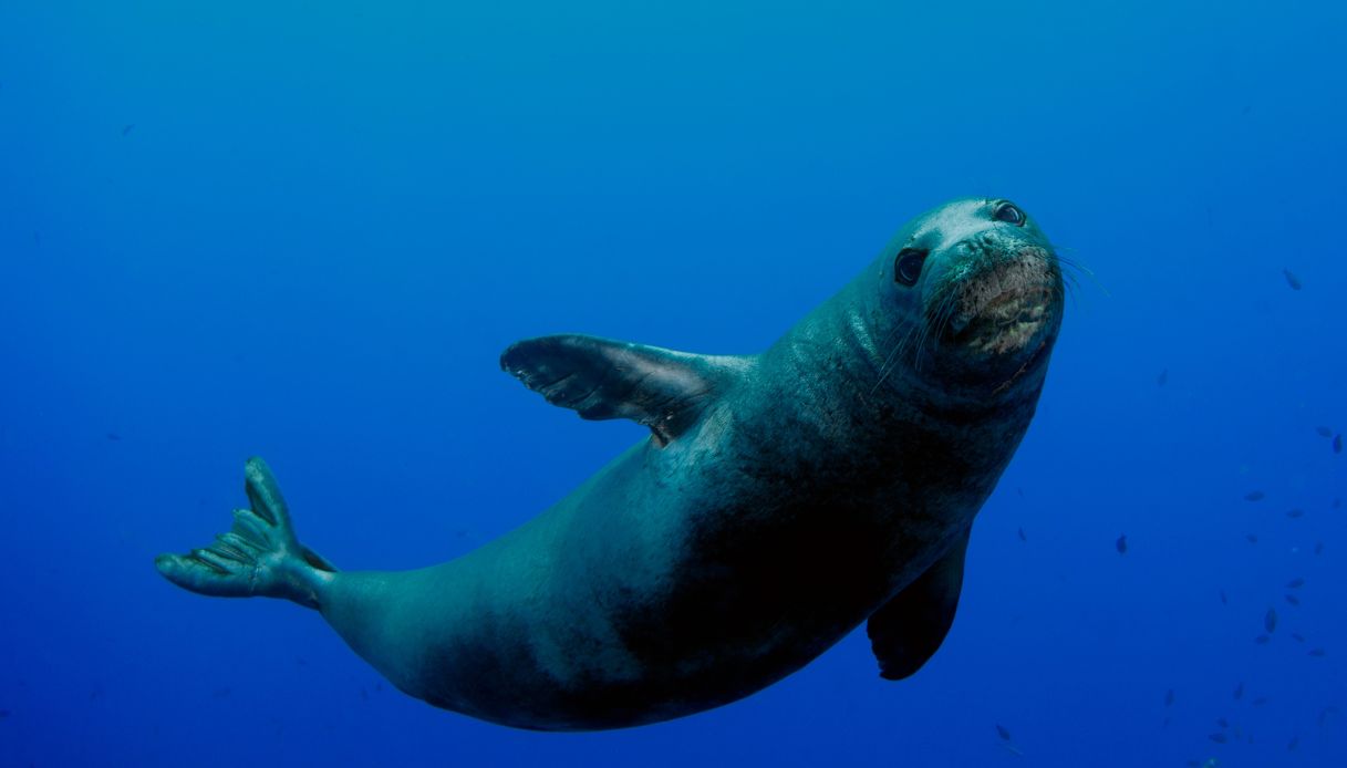 Foca monaca, Niihau