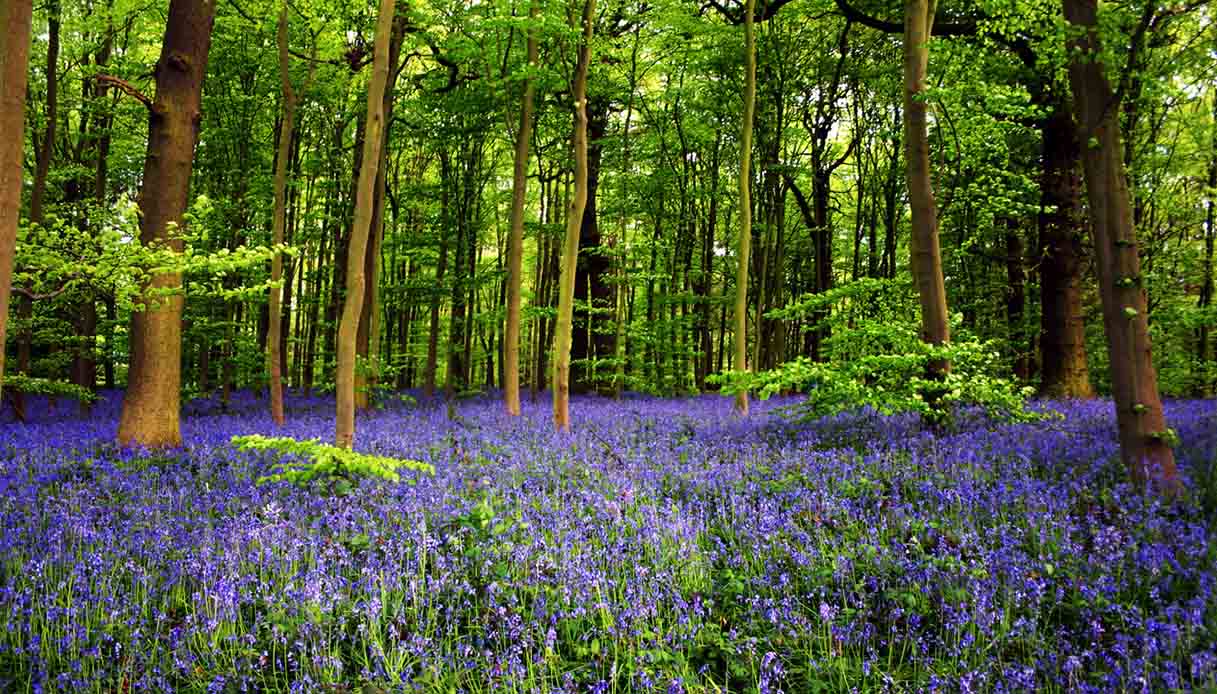 Foresta di Sherwood