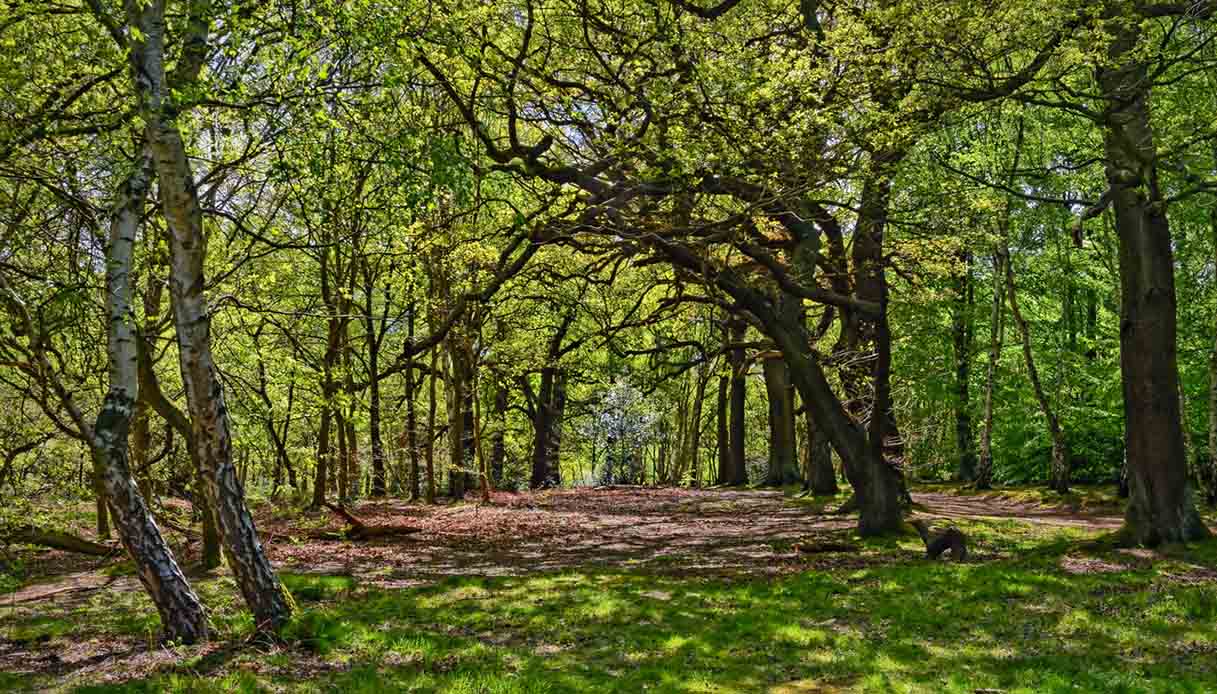 Foresta di Sherwood. Fonte: iStock