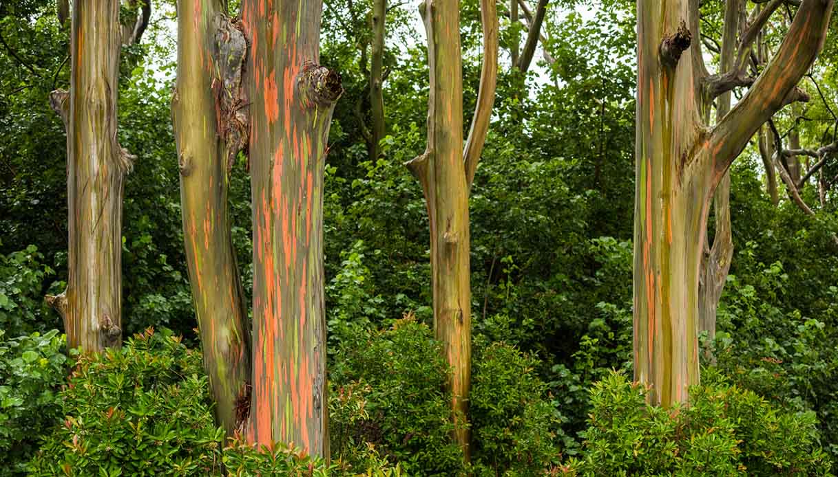 Gli alberi arcobaleno esistono davvero. E sono bellissimi