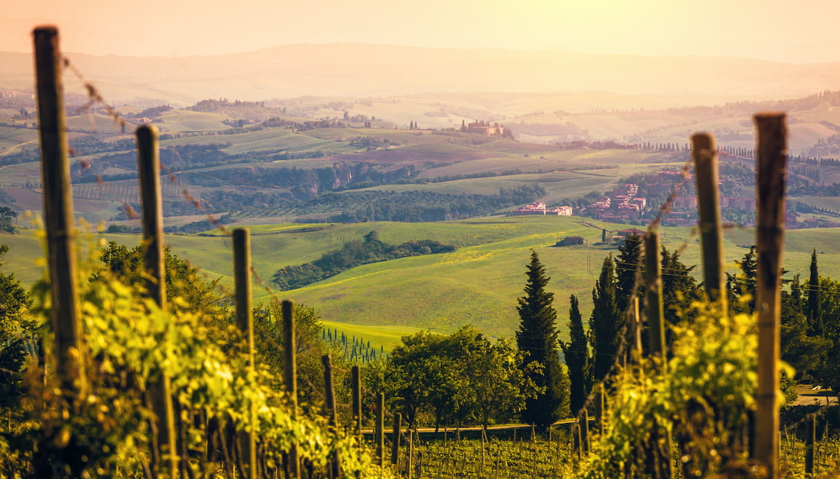 Vigneti della Val d'Orcia