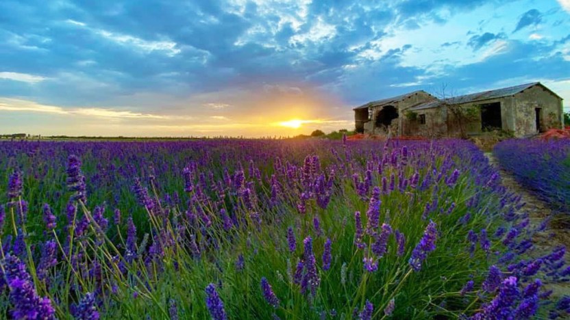 Il Polesine come la Provenza: i bellissimi campi di lavanda in fiore