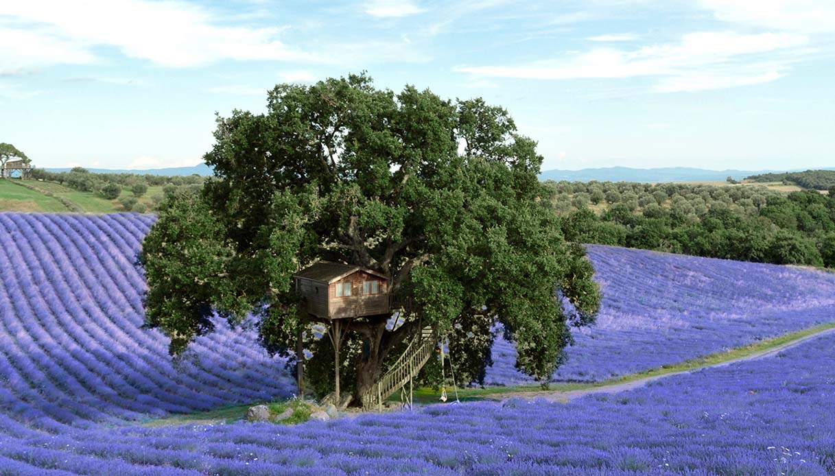 casa sull'albero viterbo