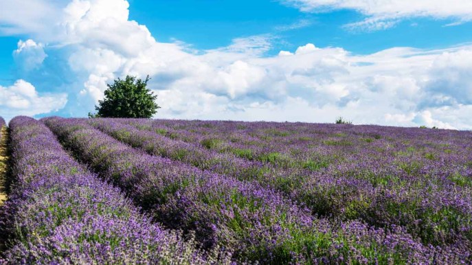 La piccola Provenza del Piemonte immersa tra i campi di lavanda