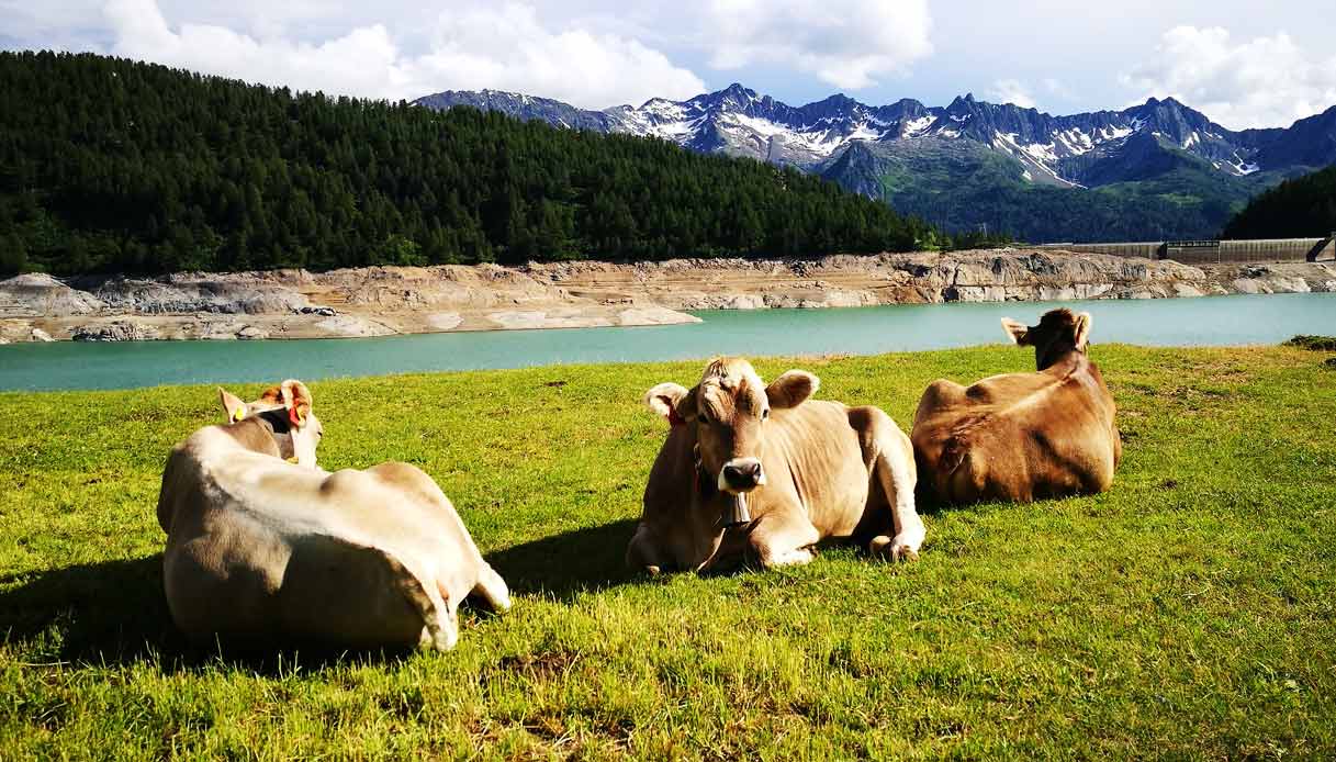 ticino-mucca