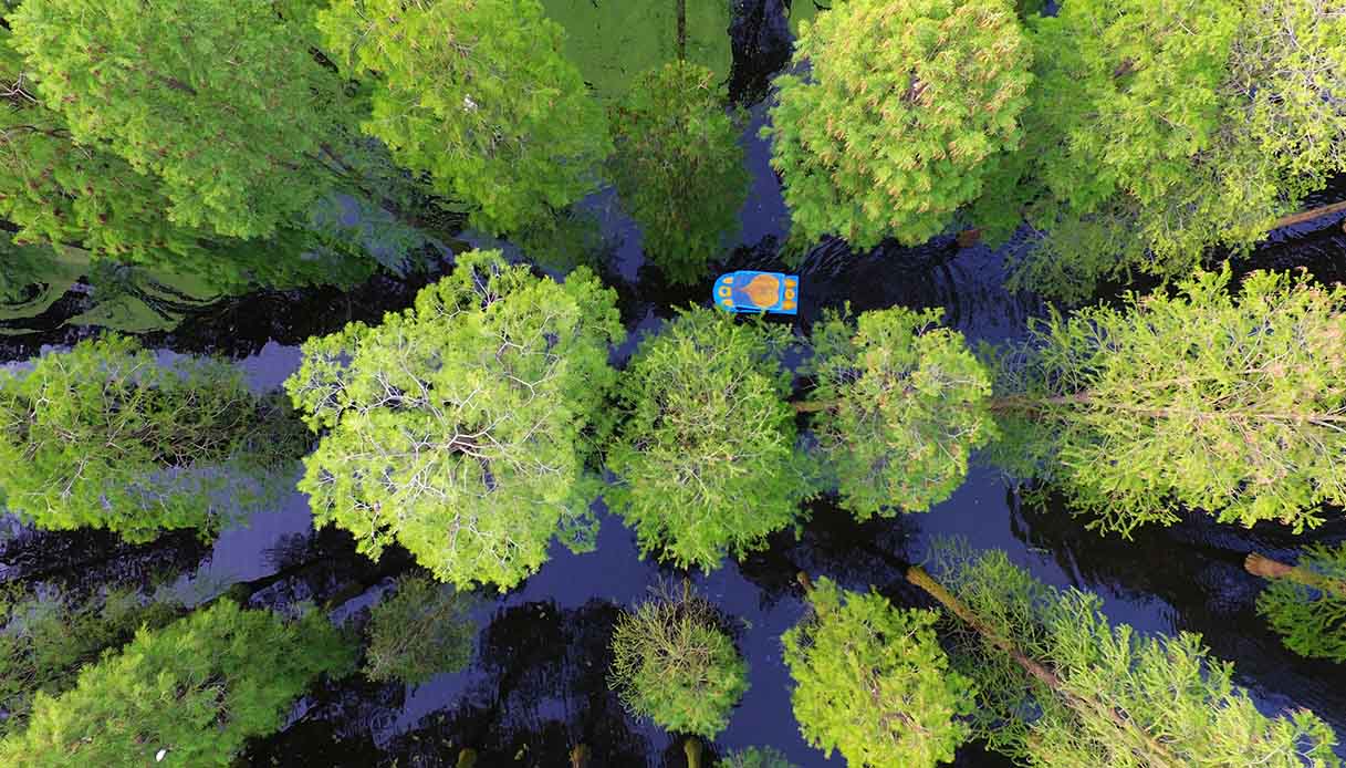 La foresta acquatica di Yangzhou