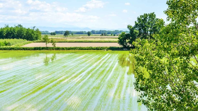 Lomellina, scoprire un territorio di castelli e risaie