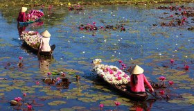 La raccolta dei fiori di loto è l’evento più bello e romantico del mondo