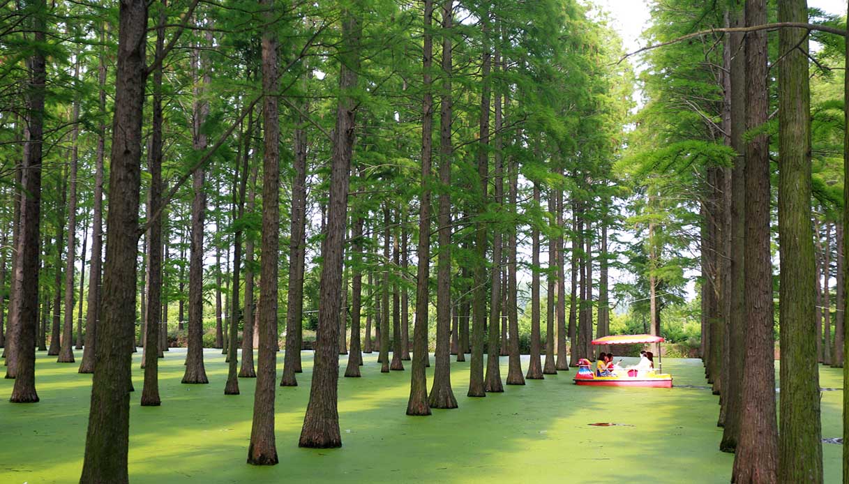 Foresta acquatica di Yangzhou