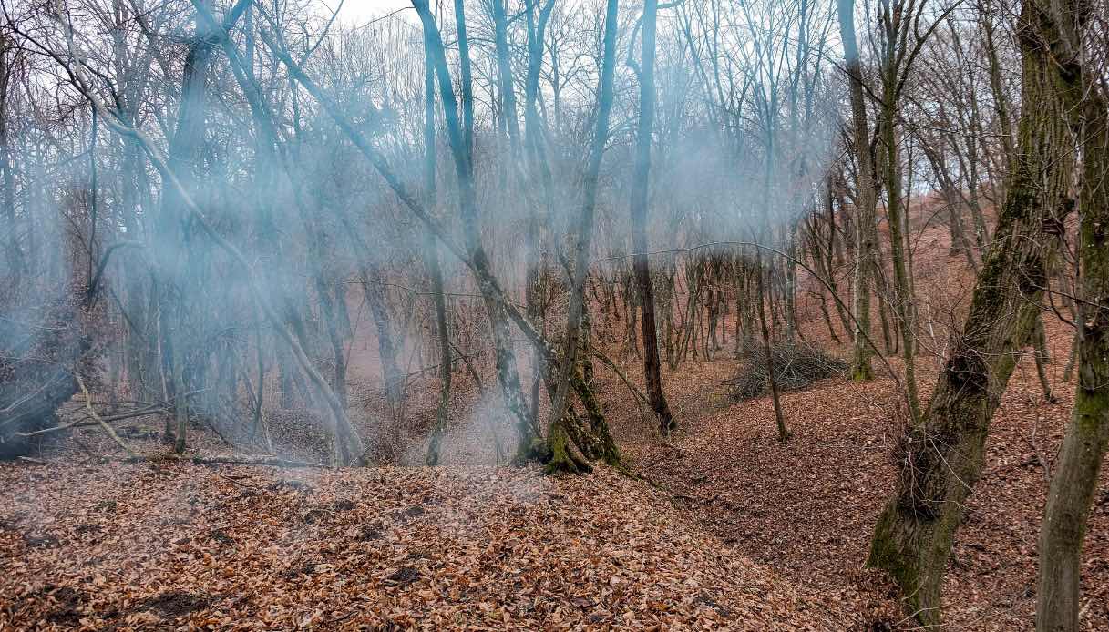 Hoia Baciu Forest