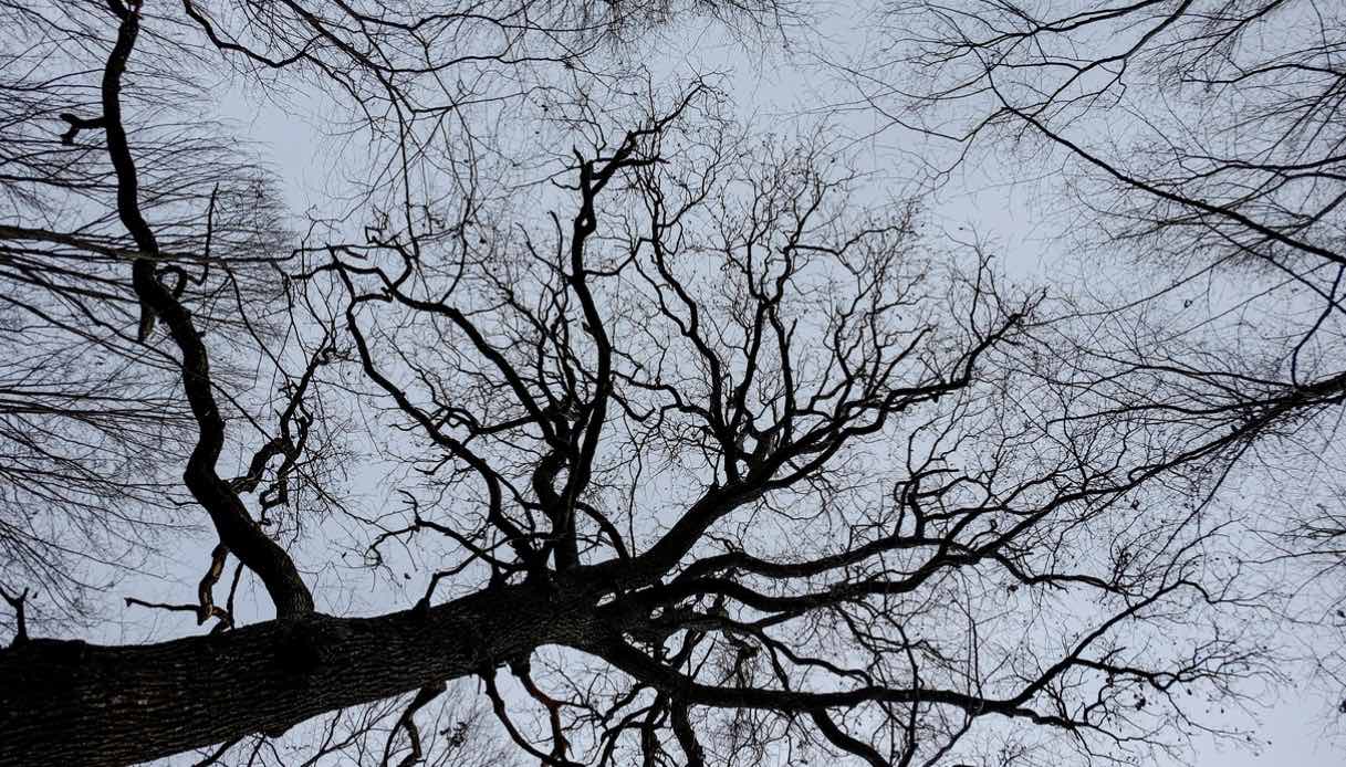Hoia Baciu foresta