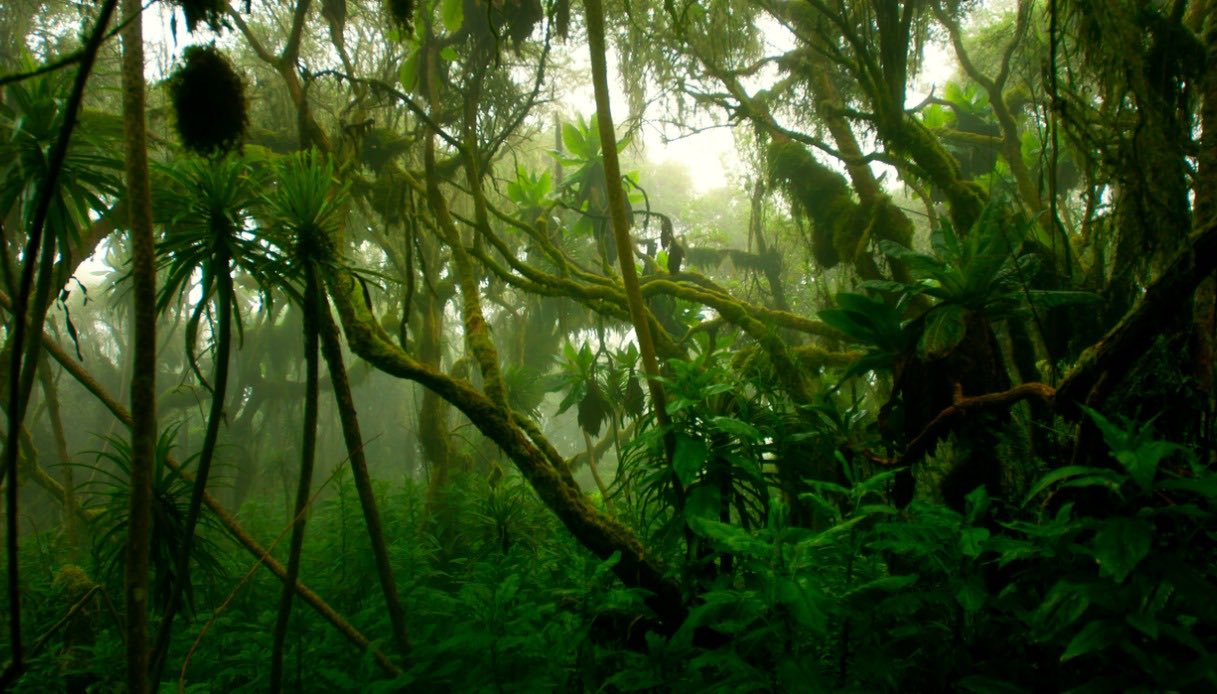 Piante del Parco dei monti Rwenzori