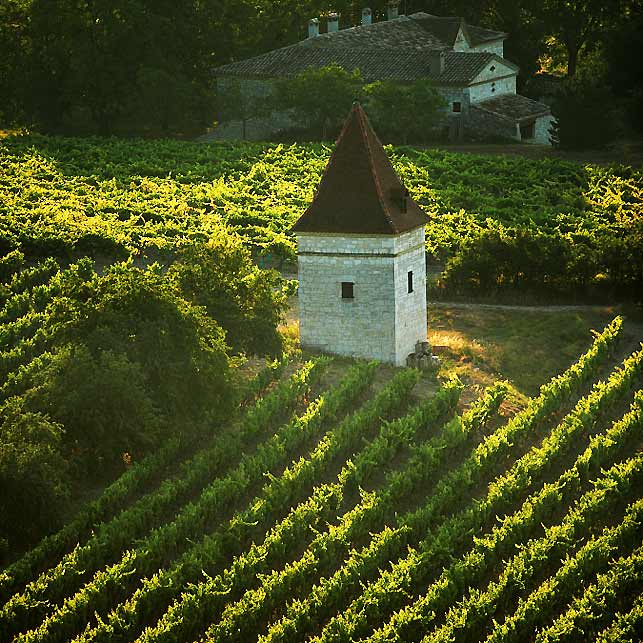 regione-tarn-toscana-francia-vigneti