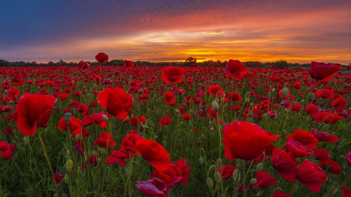 L’Italia si tinge di rosso con i papaveri: le fioriture più belle