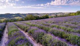 I campi di lavanda nei dintorni di Cuneo sono vera poesia