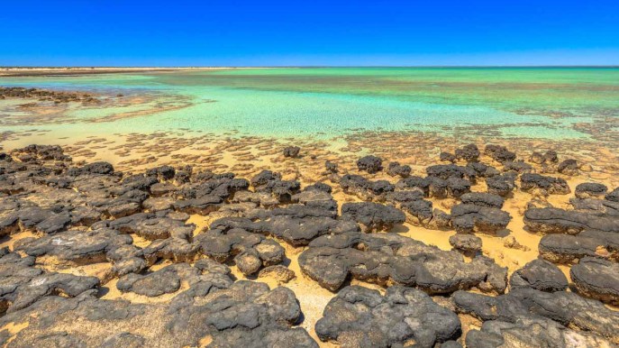 In Australia c’è un luogo che ci svela com’era la vita di 3,5 miliardi di anni fa