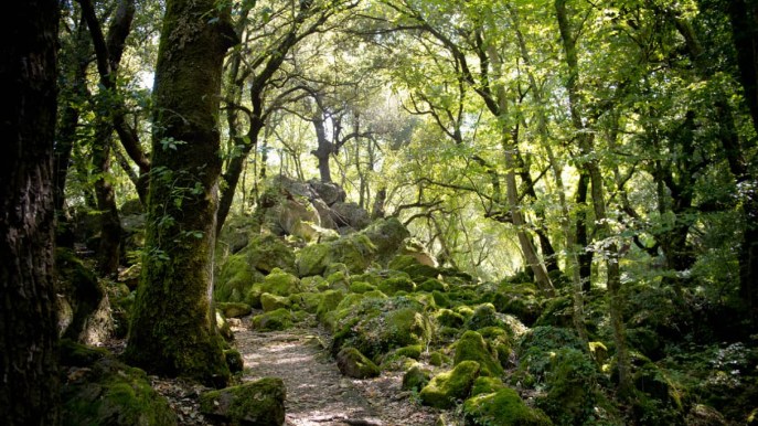 Non solo Irlanda: anche l’Italia ha i suoi folletti e si trovano in questi boschi