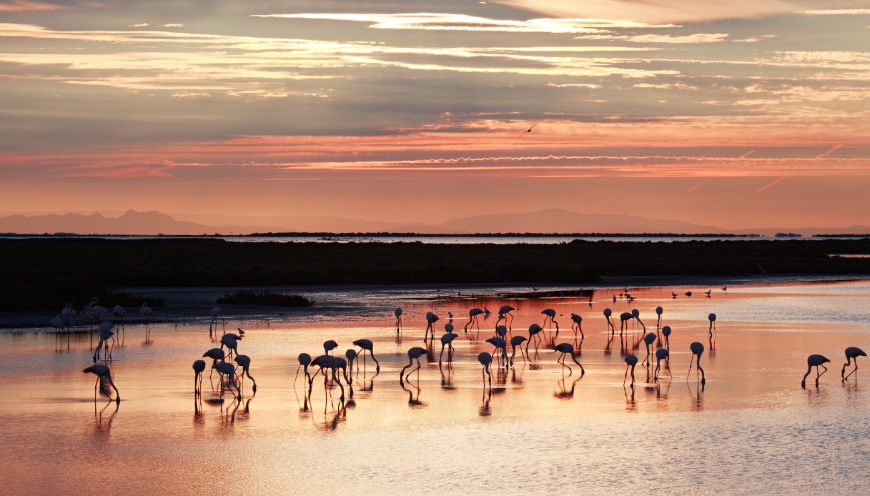 Camargue