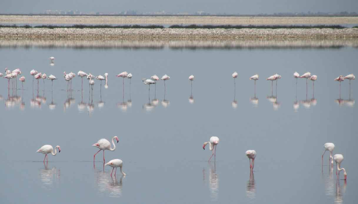 saline-margherita-savoia-Fenicotteri_rosa